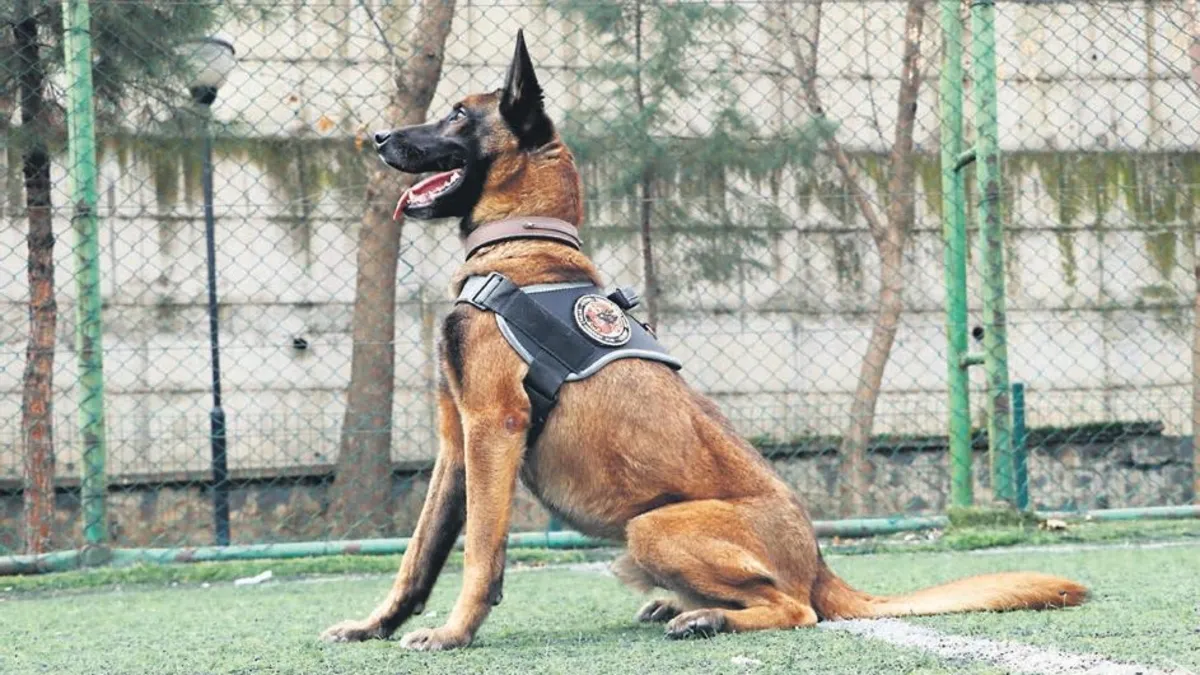 Belçika kurdu Risko 27 ton uyuşturucu ele geçirdi!