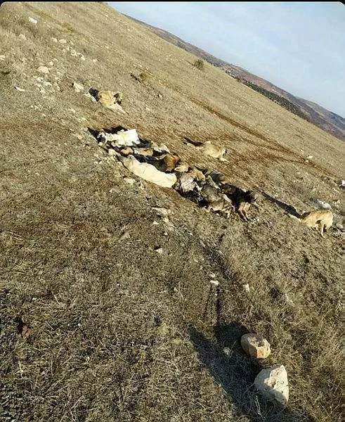 tokat-zilede-29-kopek-uyusturulmus-halde-bulundu-1608997099068.jpeg Tokat Zile'de 29 köpek uyuşturulmuş halde bulundu!-3