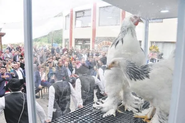 Araba Fiyatina Tavuk Takvim