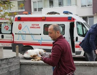 Bolu’da ayakları kopuk kedi vahşeti