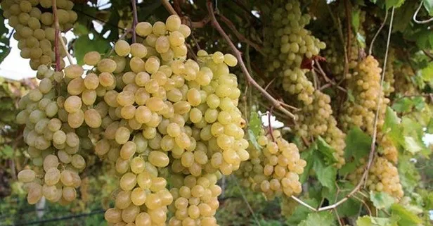 Astımın çözümü üzüm