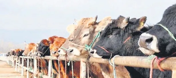 İşte FETÖ’nün kurban sömürüsü taktikleri...