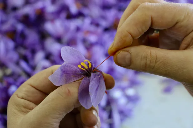 yarim-kilo-fiyati-bilezikle-kapisiyor-dunyanin-en-pahalisi-bu-baharati-alip-satan-zengin-oldu-1604683604928.jpg Yarım kilo fiyatı bilezikle kapışıyor aşırı kıymetli! Bu baharatı alıp satan turnayı gözünden vurdu-5