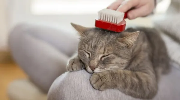 17 Şubat Dünya Kediler Günü! Kedi bakımı nasıl yapılır?-3