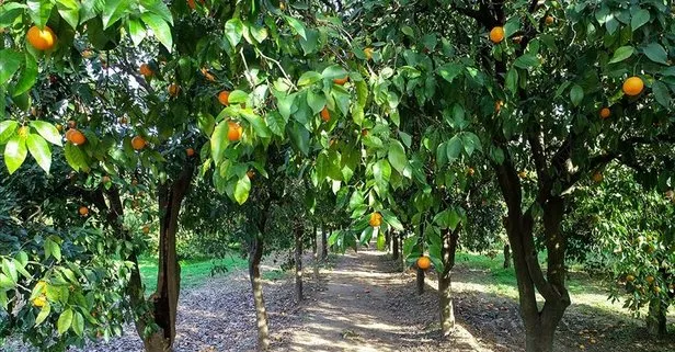 Adana Kozan’da icradan satılık portakal bahçesi