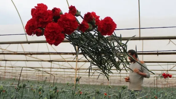 1607150114553.jpg Milyonlarca karanfil ve şakayık, Rusya, İtalya ve Hollanda’ya ihraç ediliyor!-3