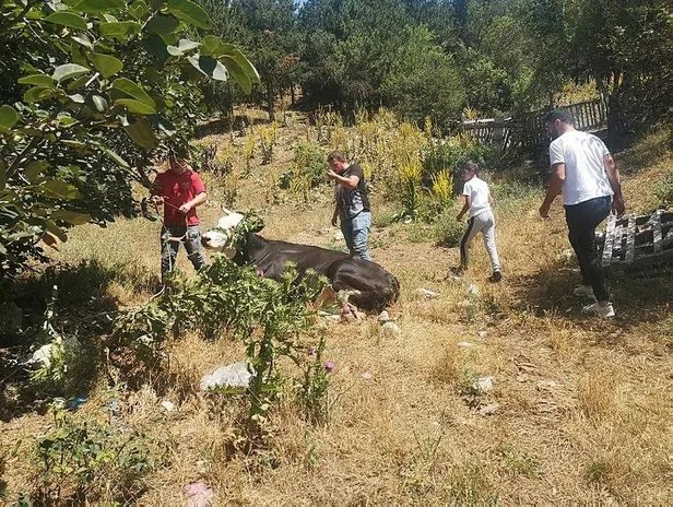bilecikte-kacan-kurbanlik-kovalamaca-sonrasi-yakalandi-1626558453741.jpeg Bilecik'te kaçan kurbanlık kovalamaca sonrası yakalandı-2