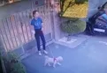 Ataşehir'de vahşet! Kangal köpeği başka bir köpeği parçaladı: Olayı gören sahibi kalp krizi geçirdi
