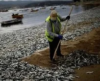 Şili’de binlerce ölü balık sahile vurdu