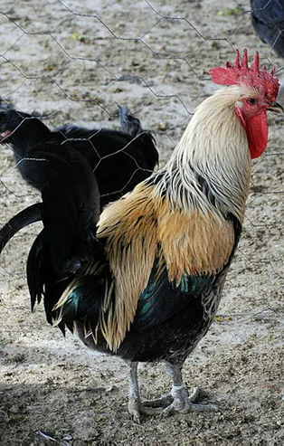 Rüyada horoz görmek ne anlama gelir?