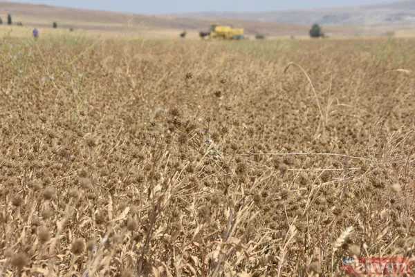 Nadasa bırakacaktı pelemir ekti jet yakıtı üretilecek - 2