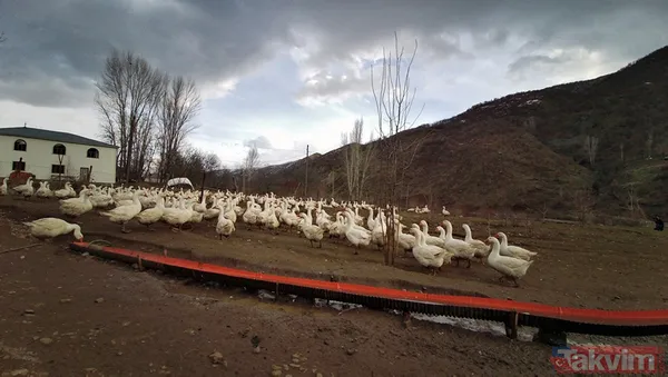 "Yapamazsın" dediler! 300 bin lirayla girdi! 15 bin yavru siparişi aldı - 13