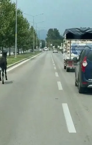 Bursa'da başıboş at trafiği karıştırdı