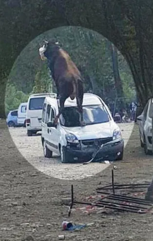 Samsun'da kaçan boğa çılgına döndü