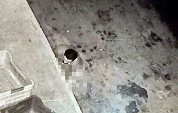 mide-bulandiran-olay-sakaryada-kopegi-taciz-eden-sahis-kameralara-yakalandi-1610659740353.jpeg Mide bulandıran olay! Sakarya'da köpeğe cinsel saldırıda bulunan şahıs kameralara yakalandı-4