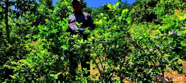 Kilosu 100 lira! Yaban mersinini kuş ve yabani hayvanlardan bomba ve kuş sesleriyle koruyorlar - 8