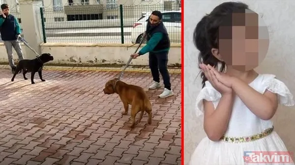 Köpek saldırısından nasıl korunabiliriz? Asiye'ye saldıran pitbull köpekleri gündem olmuştu! Bunları kesinlikle yapmayın - 1