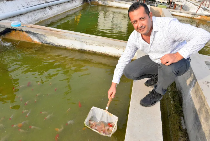 Antalya'da serada domates gibi balık yetiştiriliyor - 6