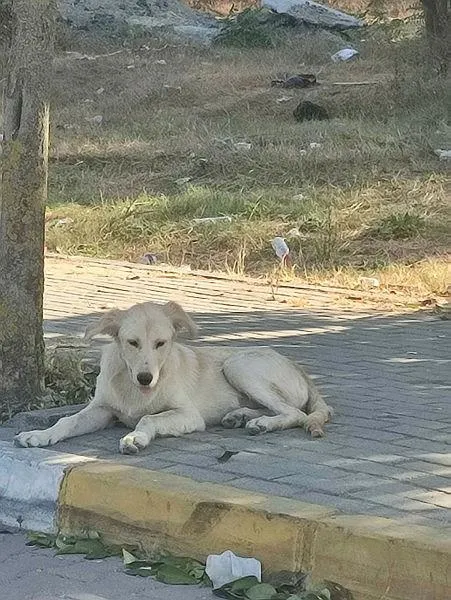 avcilarda-bogazi-kesik-kopek-bulundu-1695796092214.jpeg Avcılar’da vahşet! Köpeğin boğazını kestiler-1
