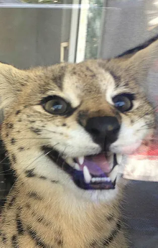 Yasa dışı yollarla sokulmuştu! Sakarya'da ele geçirildi