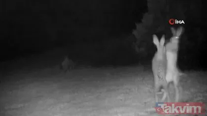 Yer: Artvin... Yaban tavşanları ormanda kavgaya tutuştu! Görüntüler sosyal medyada gündem oldu