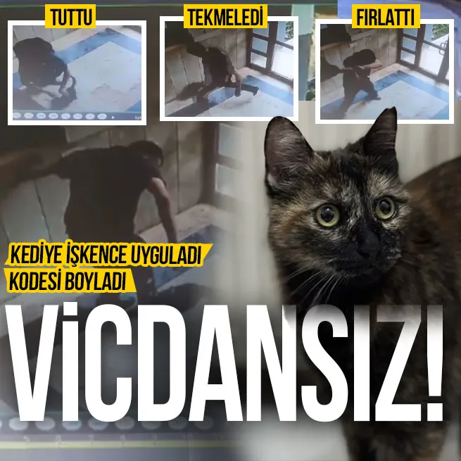 Bu nasıl vicdansızlık! Başakşehirde kediye işkence: Yerden yere vurdu | Saldırgan Burak Alan tutuklandı