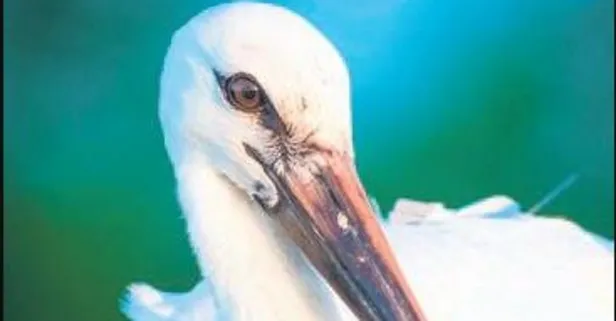 Yaren Leylek'in yavrusu Beşnumara ile irtibat, Hatay'da kesildi (Yaşam haberleri)