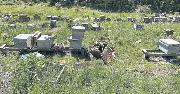 Hırsızlar, yerli üretim arıları çaldı! Olayla ilgili soruşturma açıldı