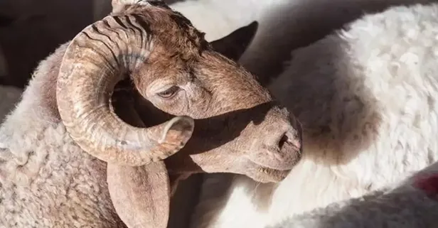 Gece hayvan kesilir mi? Kurban kesim vakti ne zaman başlar ve biter 2023? Kurban en son ne zaman, bayramın kaçıncı gününe kadar kesilir?