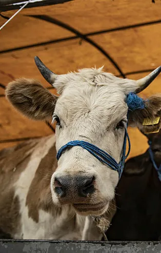Kurban Bayramı öncesi uzmanlardan kritik koronavirüs uyarısı! Kurban kesecekler dikkat