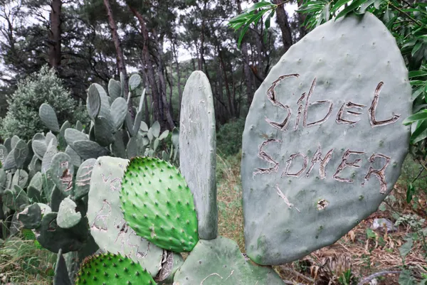 kafaya-bak-asklari-olumsuz-olsun-diye-antalya-olimpos-antik-kentinde-opuntia-turu-kaktuslere-isimlerini-yazip-1651906810051.jpg Kafaya bak! Aşkları ölümsüz olsun diye Antalya Olimpos Antik Kenti'nde Opuntia türü kaktüslere isimlerini yazıp şekil çizdiler-2