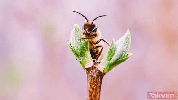 Zaman tüneli açıldı! Uzaylılarla iletişimin anahtarı bal arıları - 7