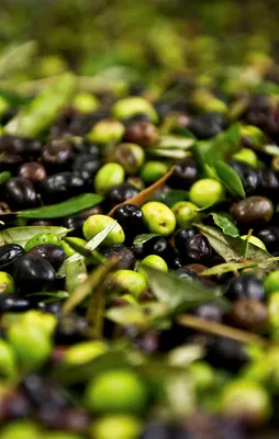 Zeytinyağını İzmir üretti, ABD tüketti