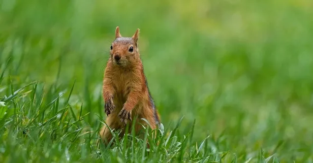 Sincap açlıktan insanlara saldırdı