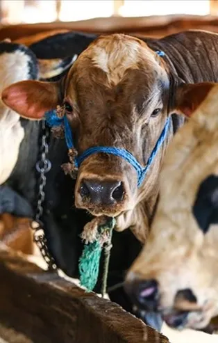 Kurban fiyatları ne kadar? 2022 küçükbaş ve büyükbaş kurbanlık fiyatları kaç lira? Yetkili isim açıkladı