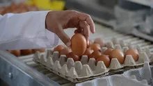 Yumurta alırken bu kodlara mutlaka bakın! 0 1 2 3 deyip geçmeyin, her bir sayı aslında...