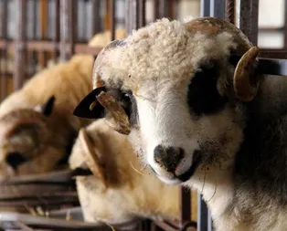 A 101 kurbanlık fiyatları 2019 kurbanlık fiyatları ne kadar? İşte a 101 küçükbaş fiyat listesi