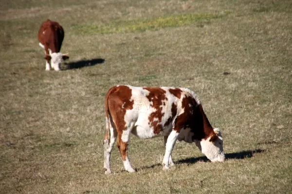 Türkiye'ye et ihracatı Sırbistan'daki Boşnaklardan-2