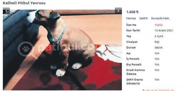 Sahibinden satılık vahşet! Büyüdükçe canavara dönüşen yavruları tam 10 bin TL'ye satıyorlar-4