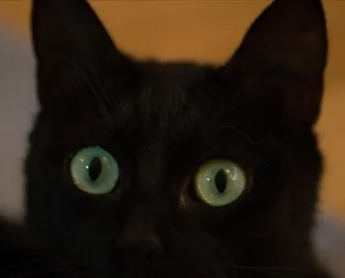 Rüyada kara kedi görmek ne anlama gelir?