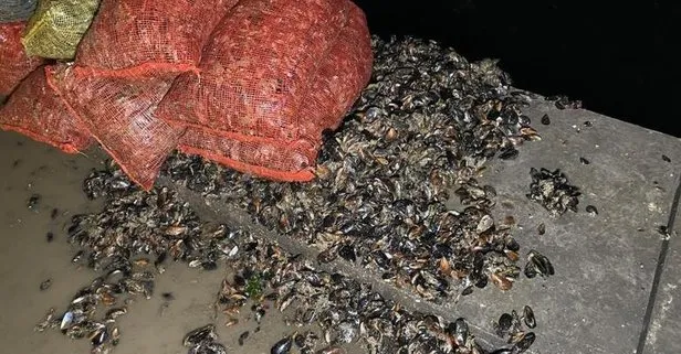 Kadıköy’de kaçak midye avcılarına operasyon