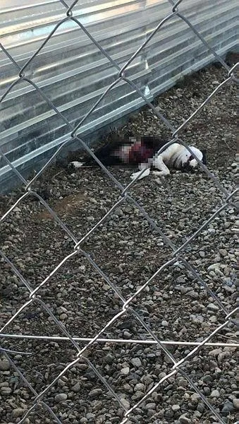 Çanakkale'de skandal olay! Belediyenin aç bıraktığı köpekler birbirlerini yemeye başladı-6