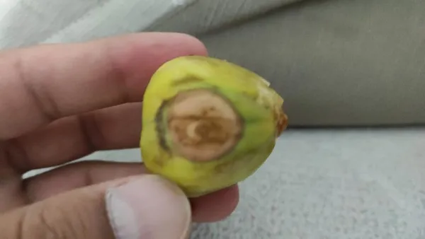 siirtte-sasirtan-goruntu-incirin-uzerinde-ay-yildiz-1631359084318.jpg Siirt'te şaşırtan görüntü! İncirin üzerinde ay yıldız-3