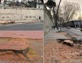 Çınar ağaçlarında mantarı ilk teşhis eden bilim insanı konuştu! İBB 112 çınarı ihmali yüzünden katletmiş