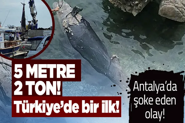 Türkiye'de bir ilk! Antalya'da şoke eden olay! 5 metre boyunda 2 ton ağırlığında!-1