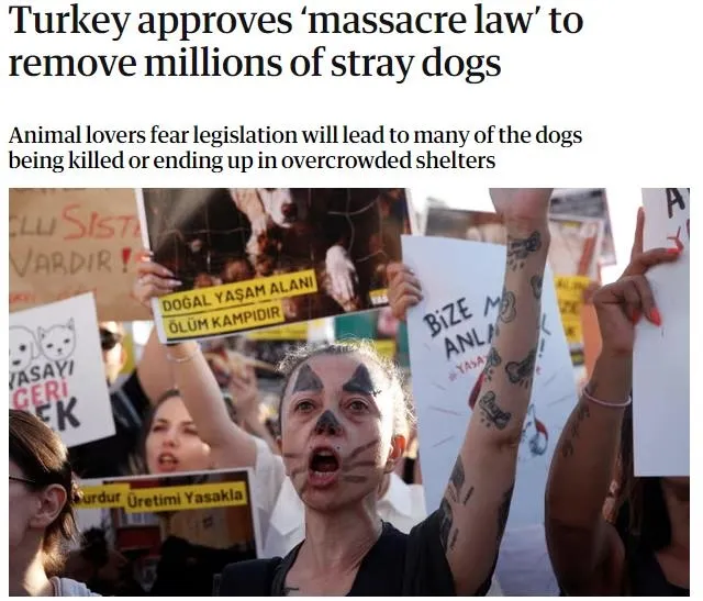 Batı basınından açık operasyon! Sokak hayvanları yasası bahane: Başkan Erdoğan’ı hedef alıp boykot çağrısı yaptılar-2