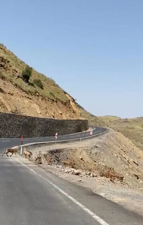irak-sinirinda-suru-halinde-dag-kecileri-goruntulendi-1656309613941.jpg Irak sınırında sürü halinde dağ keçileri görüntülendi-2
