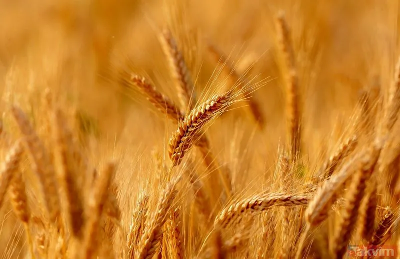 Rüyada buğday tarlası görmek ne anlama gelir? Rüyada buğday tarlası görmek neye işarettir? Rüyada ekin tarlası görmenin anlamı