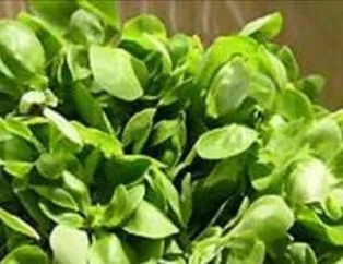 Semizotunun Faydaları