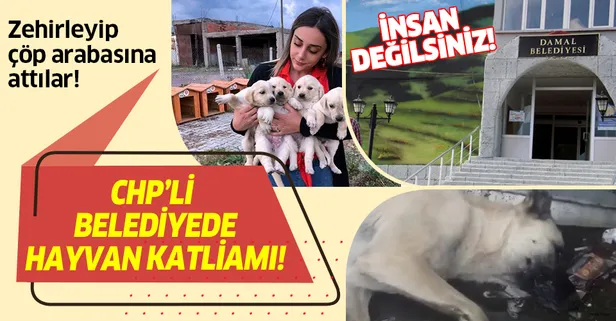 CHP’li belediyeden hayvan katliamı